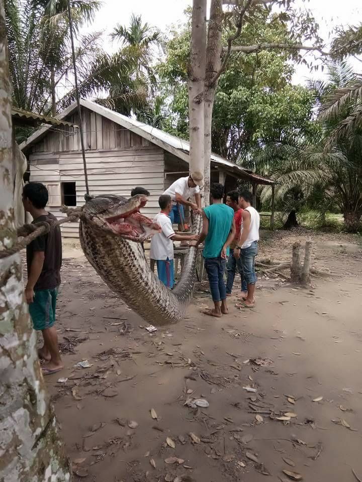 Man v. Snake: 26-Foot-Long Python Loses Epic Battle | Live Science