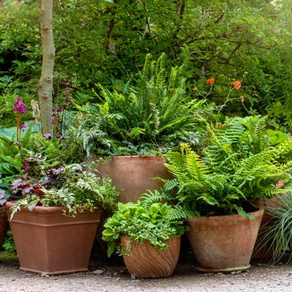 terracotta containers of ferns and grasses