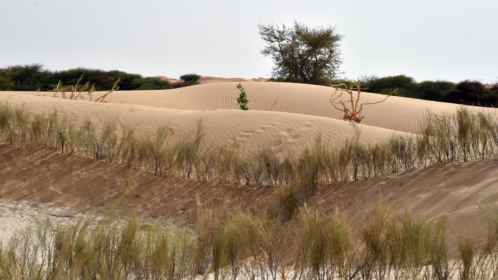 A photo of several sand dunes with rows of vegetation growing along their ridges