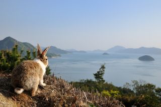 Okunoshima Island