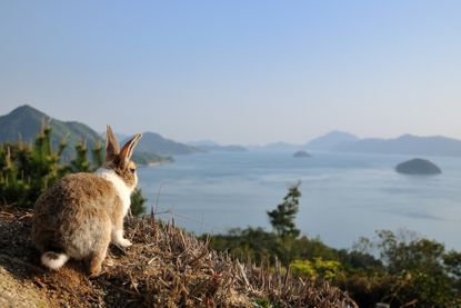 Okunoshima Island