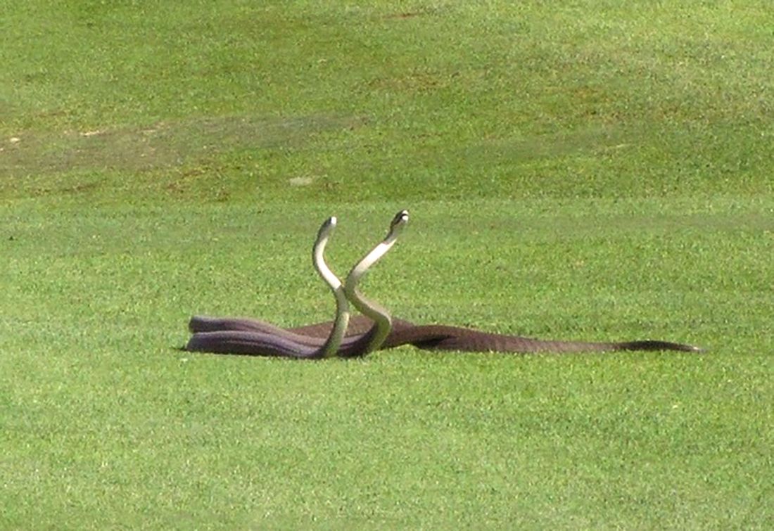 14th Hole's a Killer 2 Deadly Snakes Fight in Golf Course Video Live