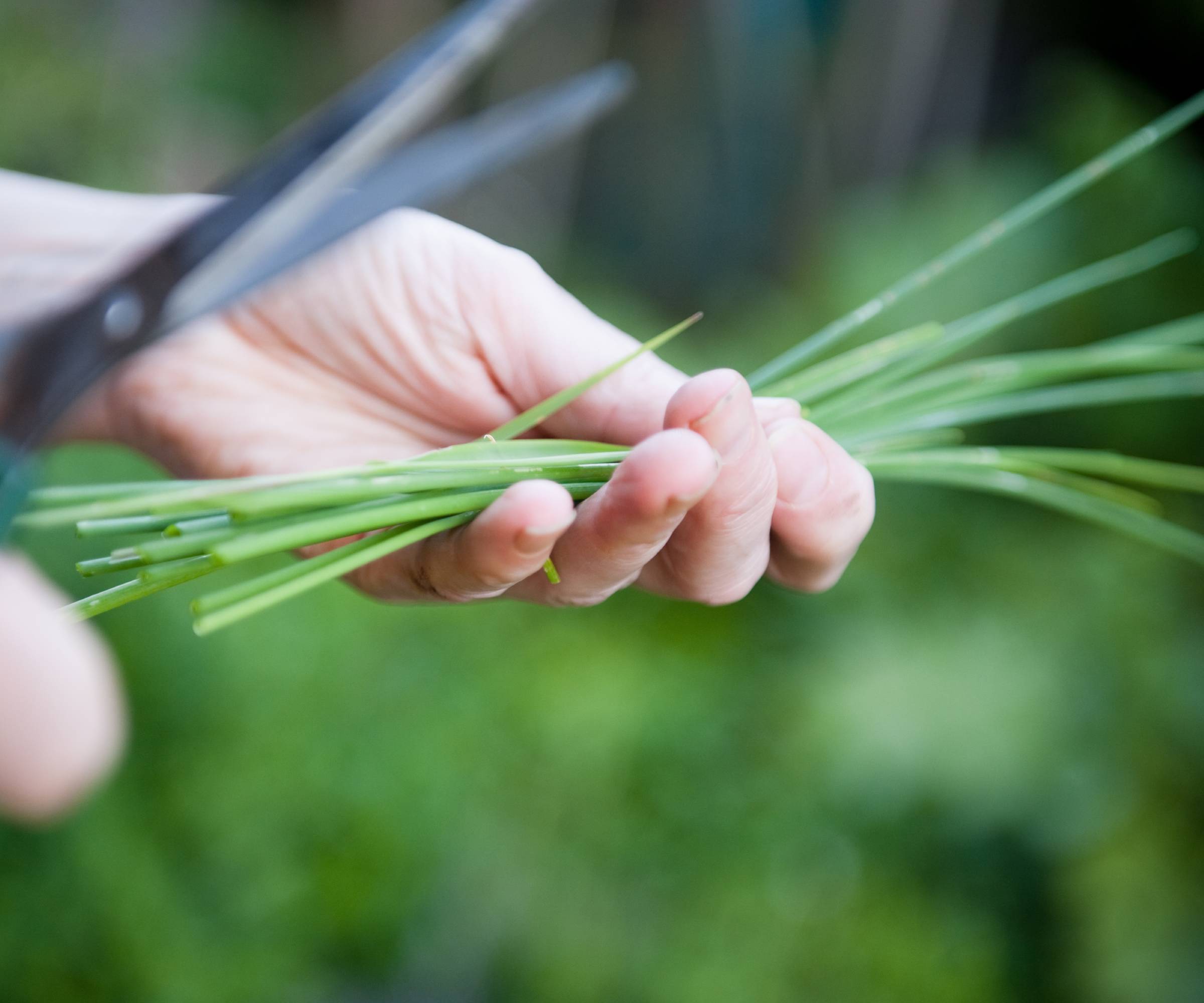 A hand holding freshly cut chives