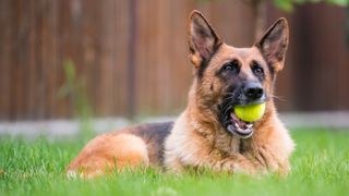 German Shepherd outside with tennis ball in mouth