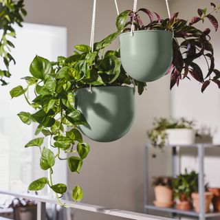 IKEA hanging planters with greenery inside.
