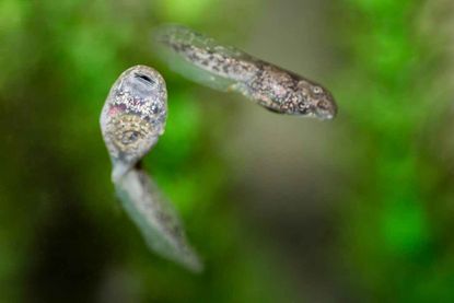 Lake Titicaca frogs are unusual because they thrive in cold, low-oxygen water. As adult frogs, these tadpoles will develop saggy skin to allow for more oxygen exchange. 