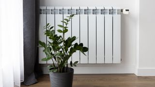 plant in front of radiator