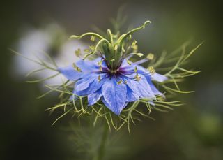 GuruShots - The Power of Flowers