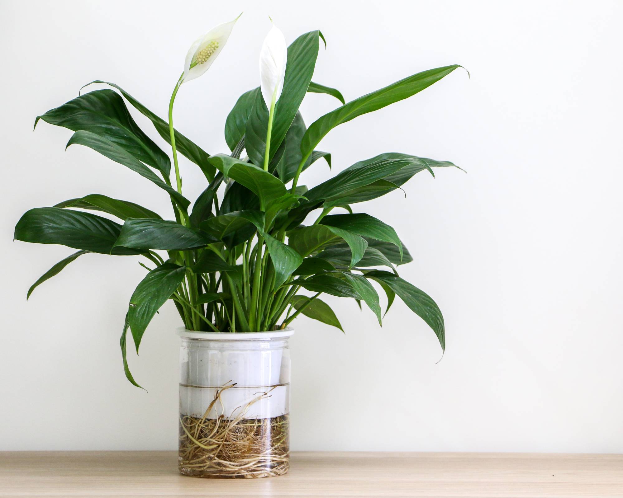 Hydroponic-grown peace lily