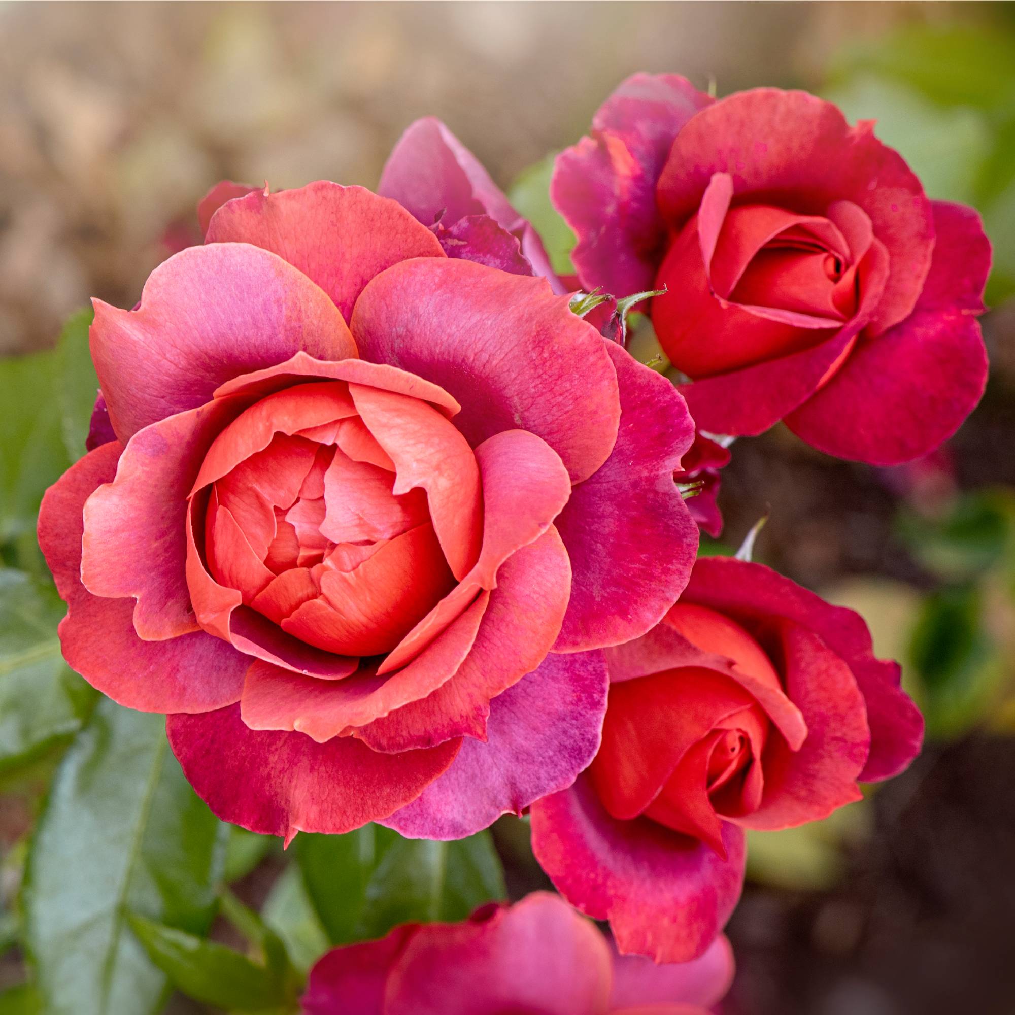 Close up of pink roses