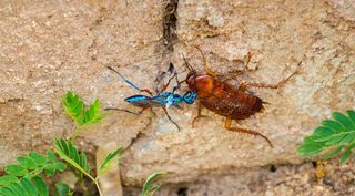 An emerald wasp biting on the back of a cockroach while the two are standing on a stone wall