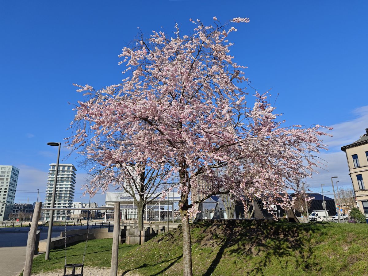 Xiaomi 14 camera