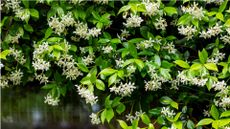 Flowering jasmine growing up a house to show how to grow jasmine