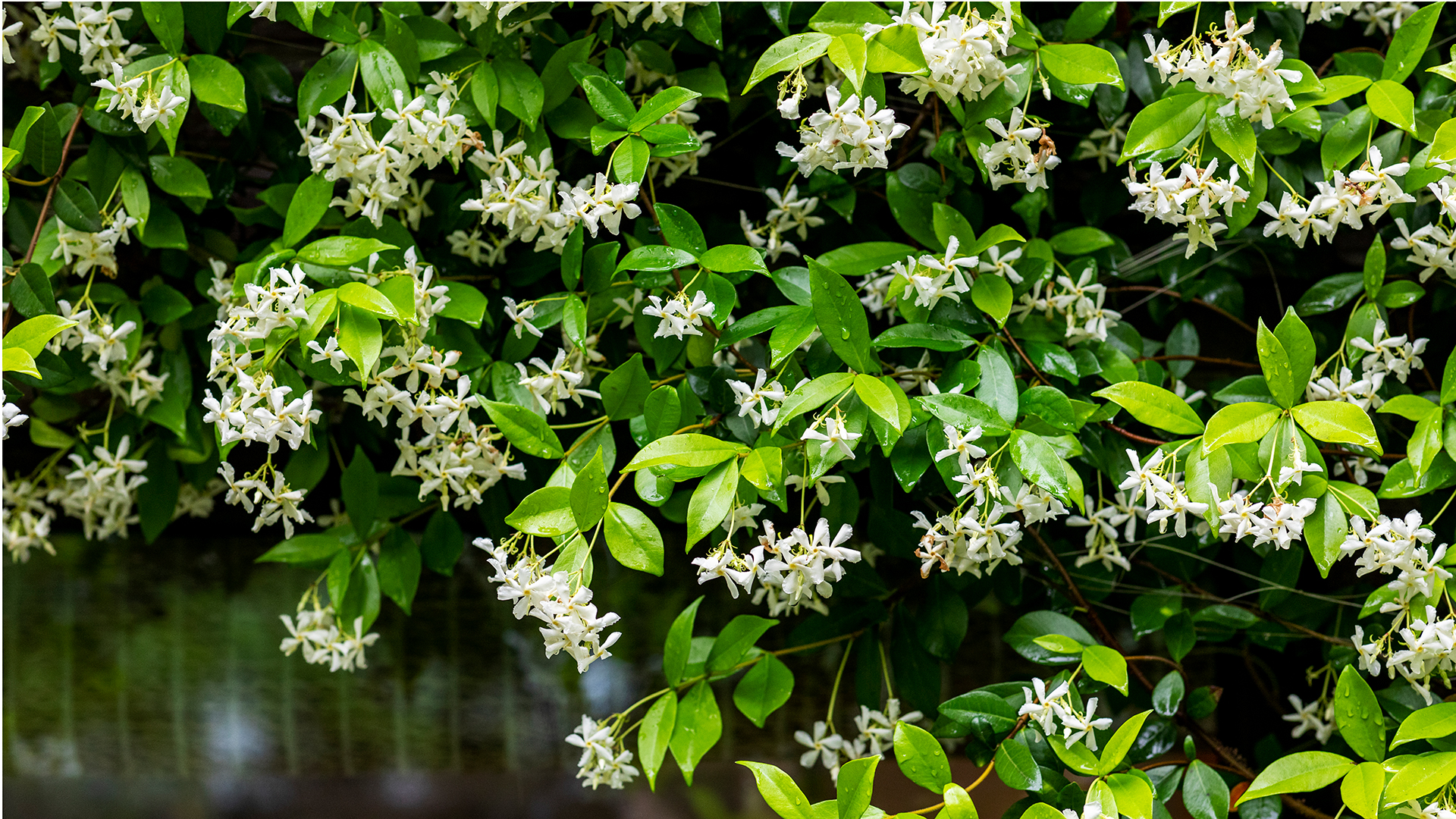 Flowering jasmine growing up a house to show how to grow jasmine