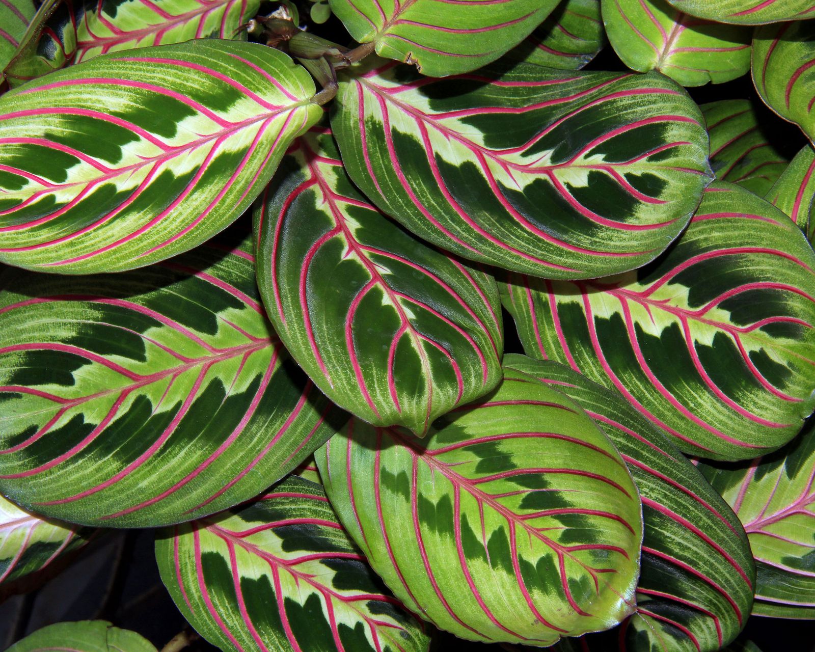 Prayer plant care and growing tips: expert help and advice | Gardeningetc