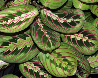 prayer plant close-up detail of leaves