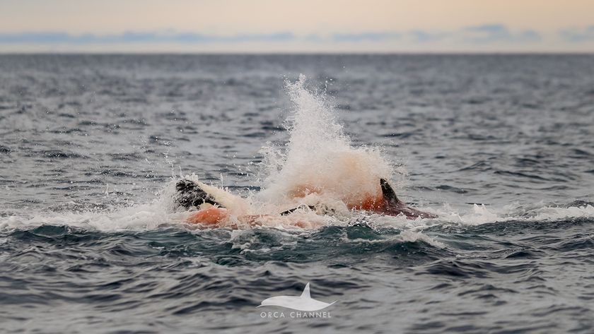 An orca giving birth in the wild. We see blood in the water and the orcas are splashing around.