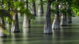 NFT photography; a photo of trees in water