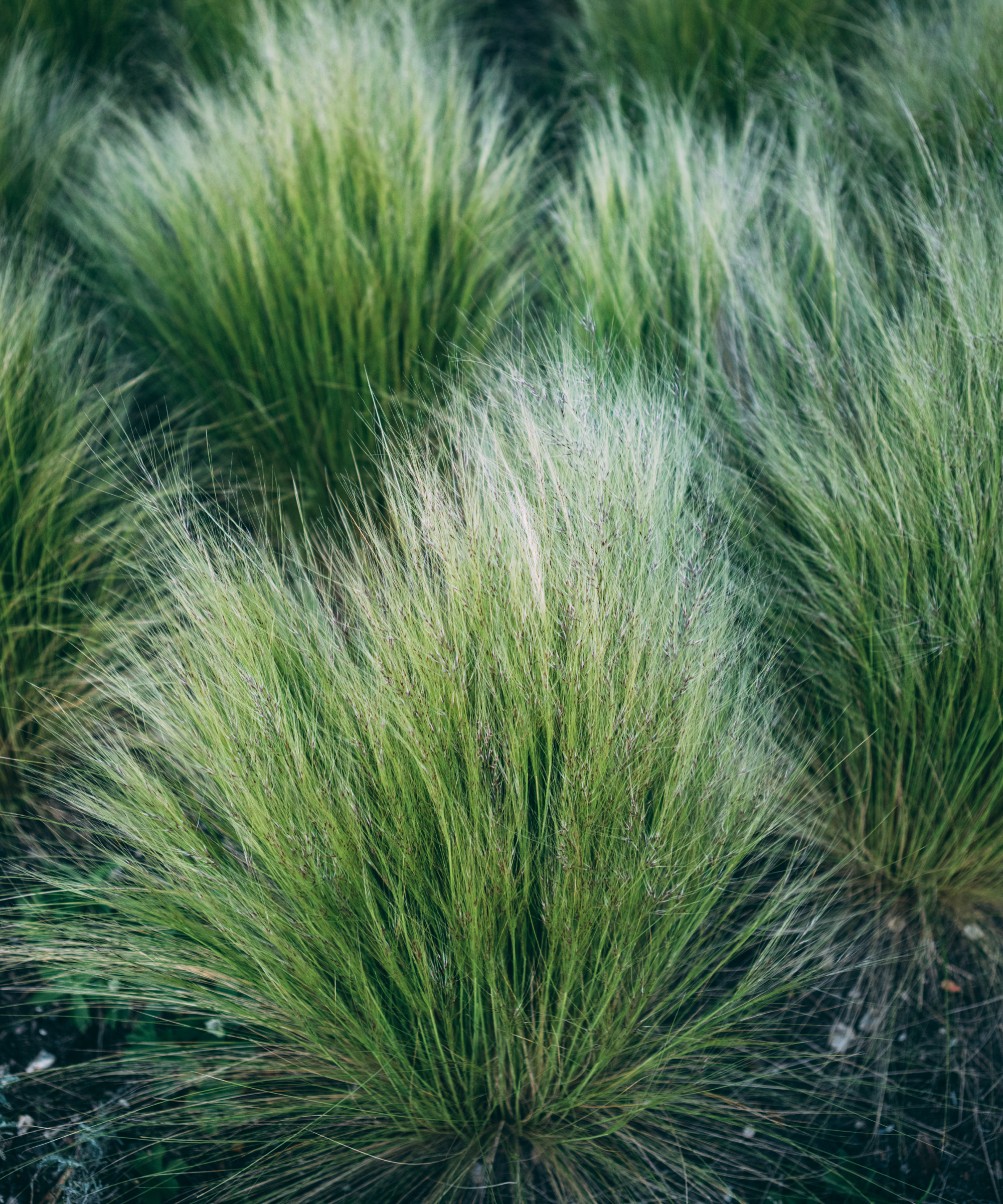 Sporobolus heterolepis are a large genus of plants in the grass family which are prairie or savannah plants, known as prairie dropseed