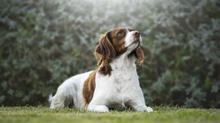 Springer spaniel lying quietly in the garden