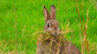 A rabbit with a mouthful of grass