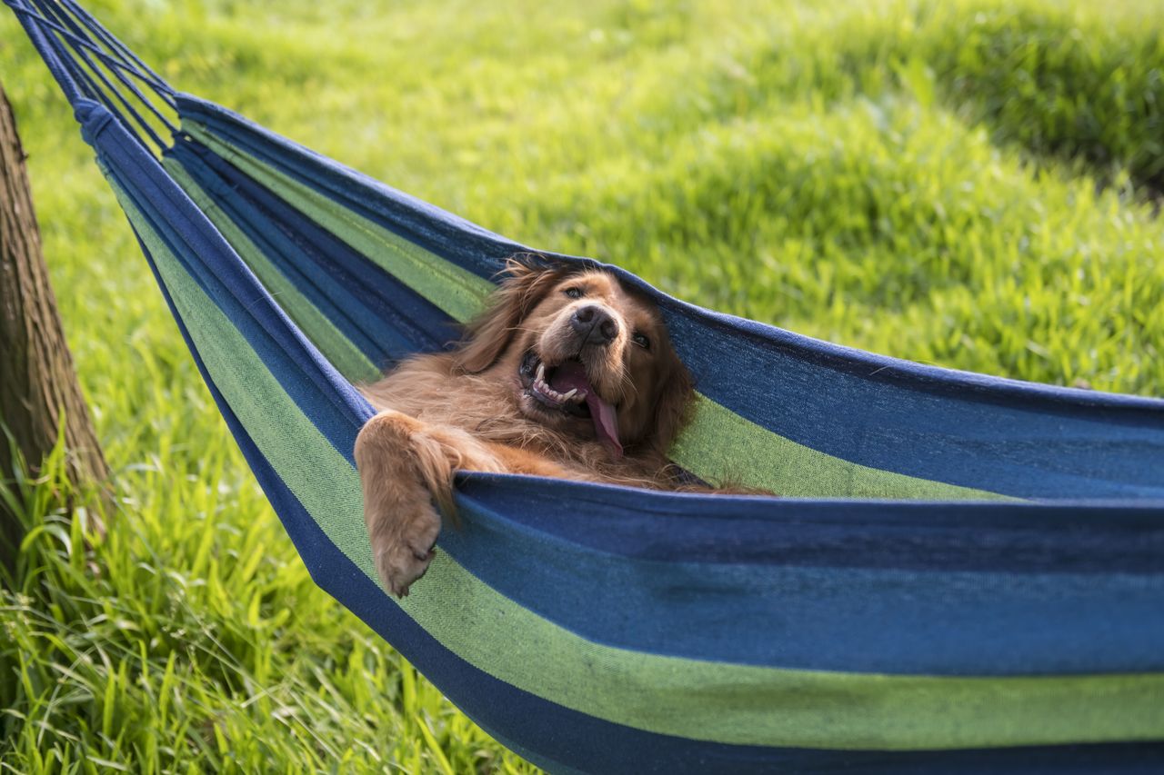 Dog in hammock.