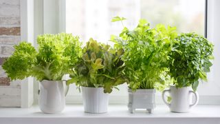 Herbs in white pots on windowsill