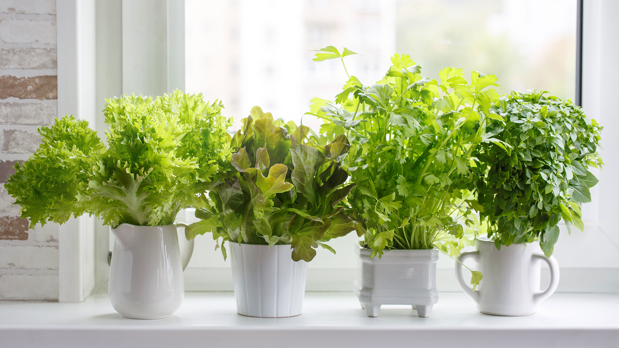 7 best herbs to grow on your windowsill — according to a garden expert