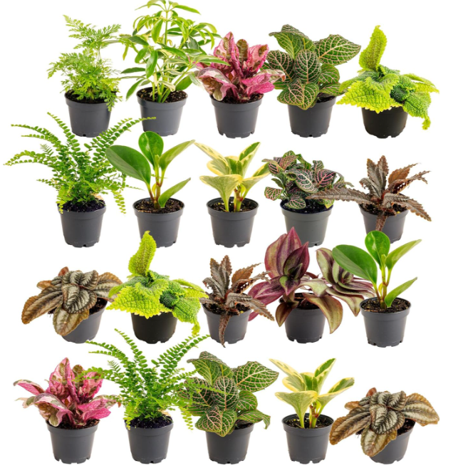 an assortment of 20 small houseplants