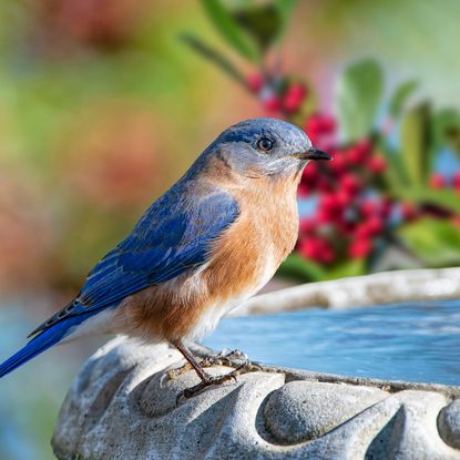 eastern bluebird sitting on bird bath near holly