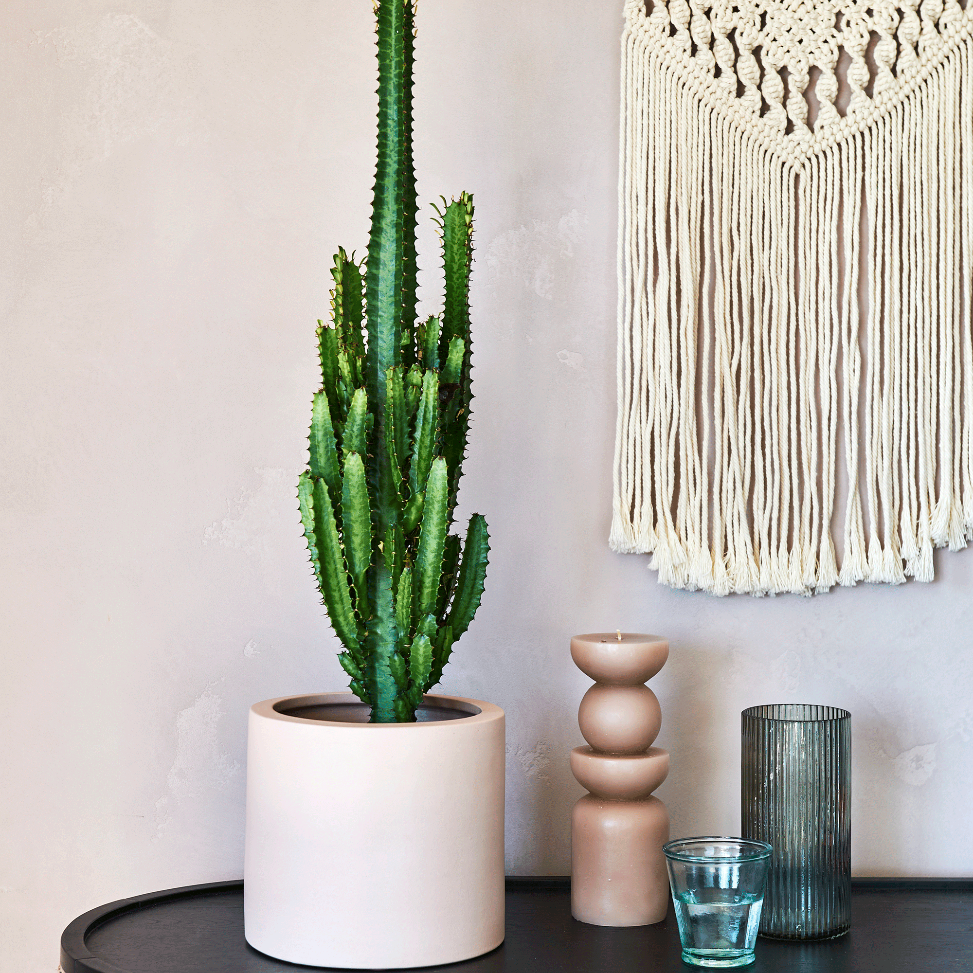 Cactus in home