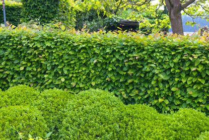 Privacy bushes are the secret to blocking out nosy neighbors | Livingetc