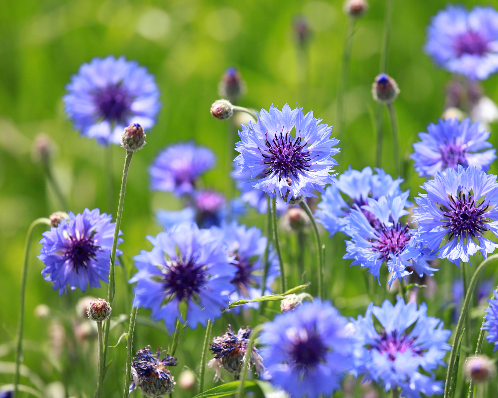 blue cornflowers growing in a sunny garden