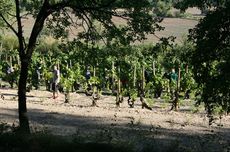 Spanish winemakers, Raventos harvest