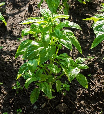 What Is Lettuce Leaf Basil How To Grow Basil With Big Leaves