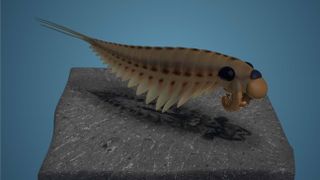 A reconstruction of Stanleycaris hirpex swimming above a fossil specimen. 