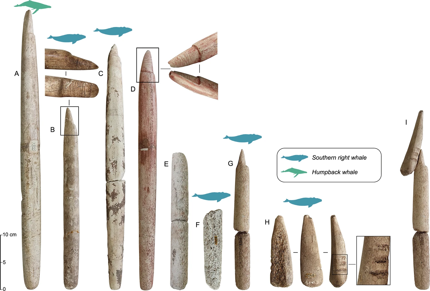 Composite figure of harpoon fragments made from humpback and southern right whale bones
