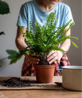 Boston fern repotting