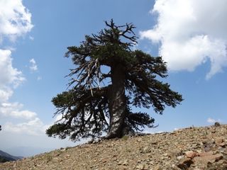 "Adonis," A Bosnian Pine living high in the mountains of Greece, is Europe's oldest officially dated tree, at 1,075 years.