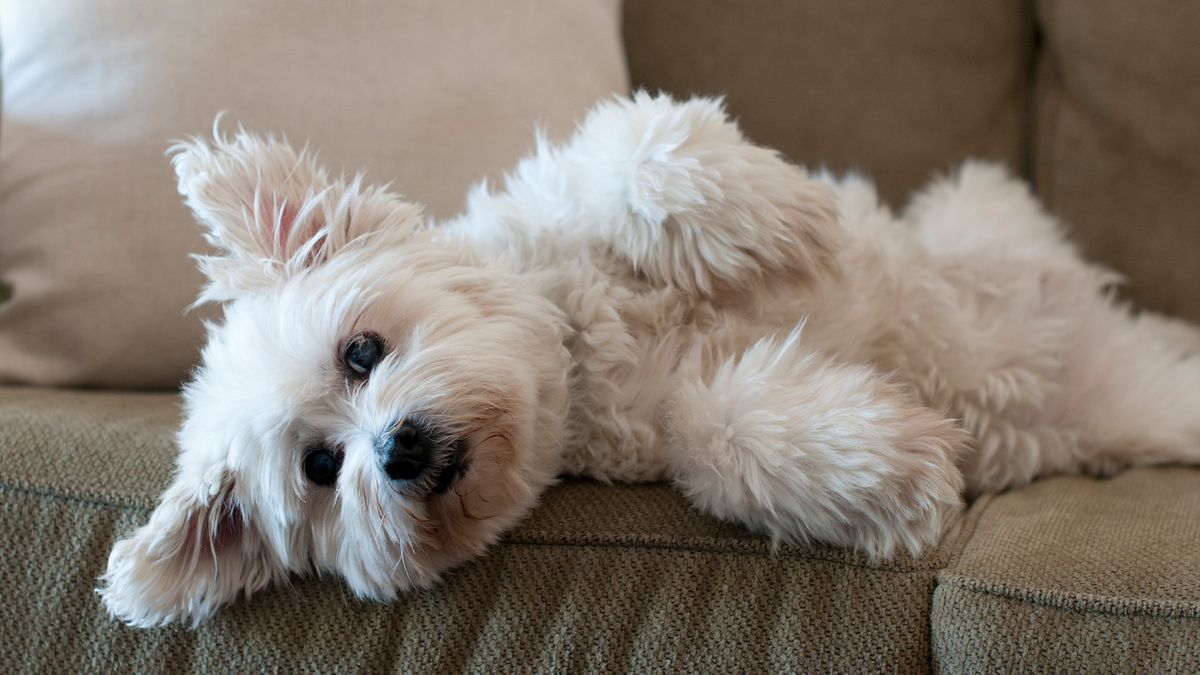 Smelly dog laying on couch