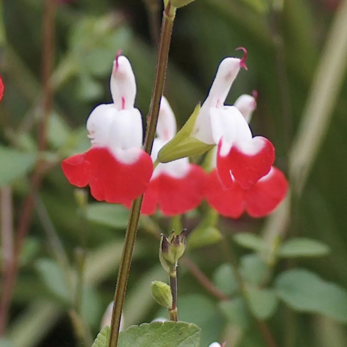Salvia Hot Lips
