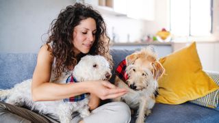 Woman sitting on the couch looking after two dogs