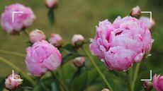  picture of pink peonies in garden