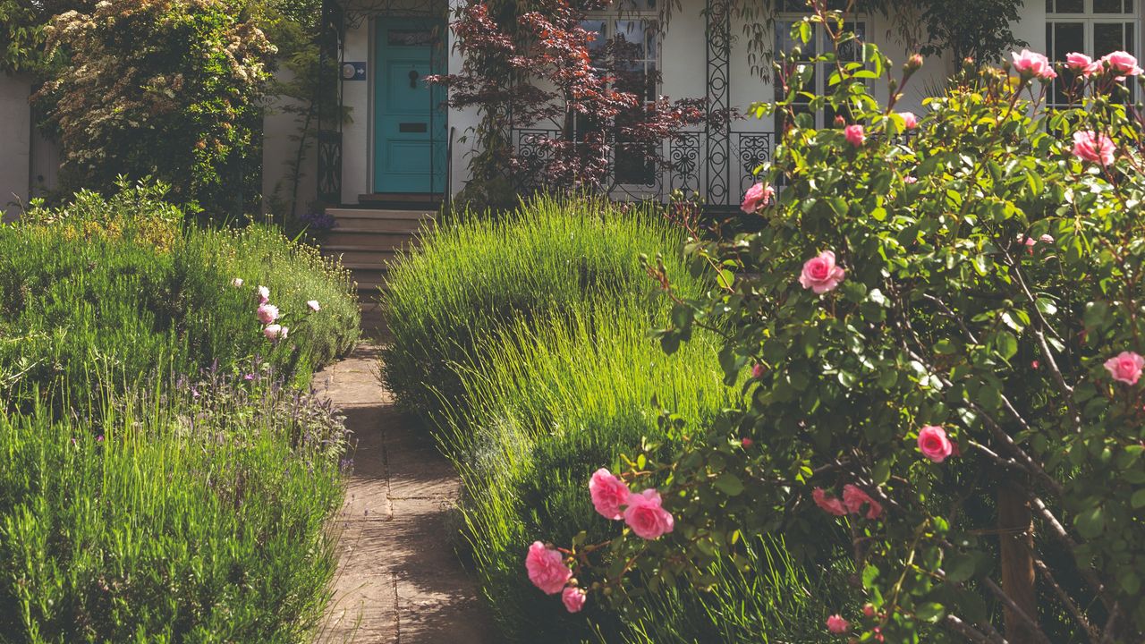 A pink rose bush growing in a front garden