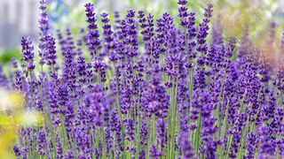 English lavender, Lavandula angustifolia in flower bed