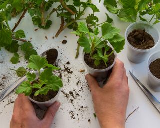 a person's hands seen propagating geraniums