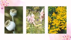 a compilation of the plants to prune in August including foxgloves