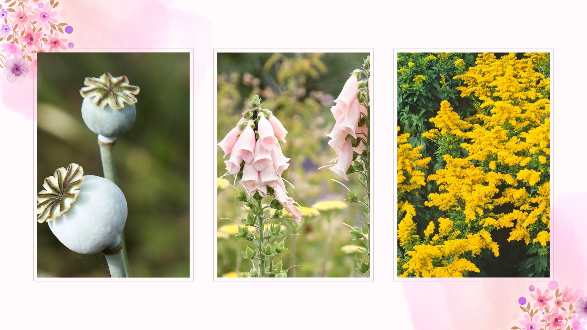 a compilation of the plants including foxgloves, poppies and Goldenrod to support a guide for August pruning advice