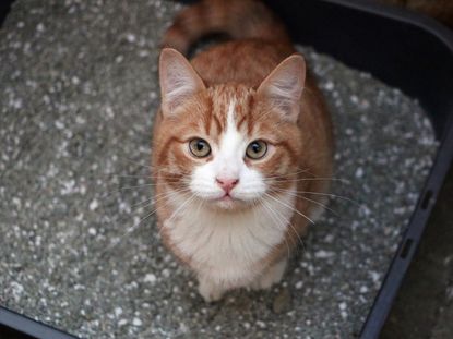 An Orange And White Cat