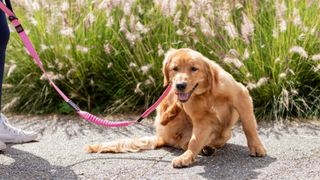 Dog sitting on a path in front of a field while scratching itself on the lash